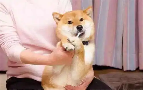 宠物也需要刷牙吗怎么刷