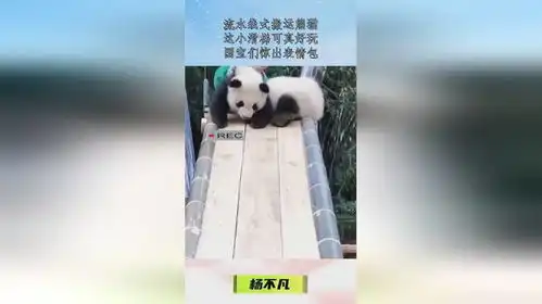 流水线式搬运熊猫,这小滑梯可真好玩,国宝们惊出表情包