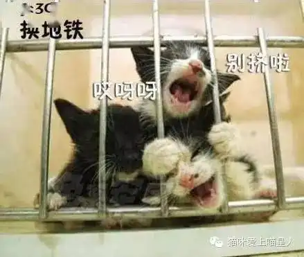 上班的第一天,喵星人的状态是这样的