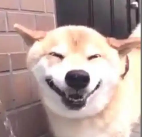 柴犬热得喝水降温,喝水的模样很可爱,主人瞬间被治愈了