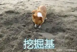 柯基犬真不愧是多才多艺,不能长相可爱,还能当放牛娃