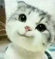求这只猫的全套表情包