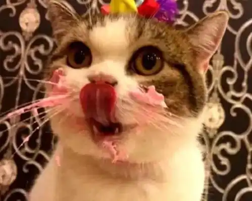 女孩为小猫咪庆生,猫咪看到蛋糕后不淡定,吃相可爱暖萌化人心