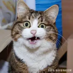 这只猫咪虽然只有两条腿,但它凭借丰富的表情包圈粉无数