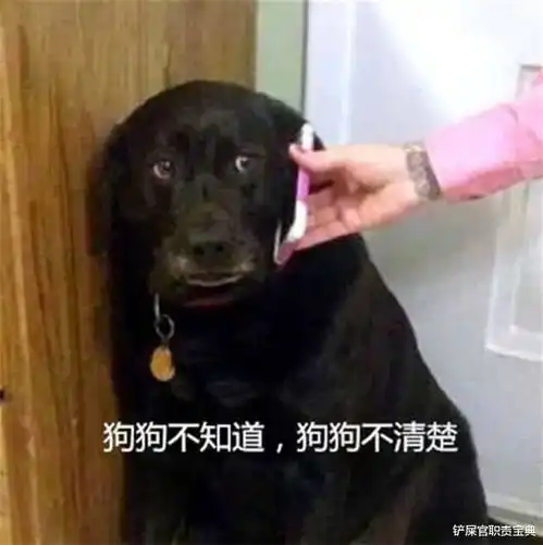 趁主人熟睡狗狗揩油摸屁股,还露出一脸满足,网友这表情绝了