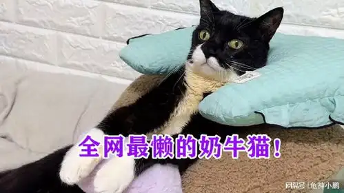 全网最懒的奶牛猫,每天张嘴等主人喂饭,背后故事却看哭网友