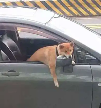 网友拍到一只狗被主人留下来看车,一脸无奈的表情太有趣了