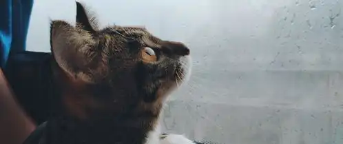 从四川到深圳,这只狸花猫一路都是好奇的表情,让人忍不住想笑