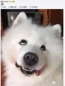 每日一蠢萌喵星人在家称王称帝,不过还是被熊孩
