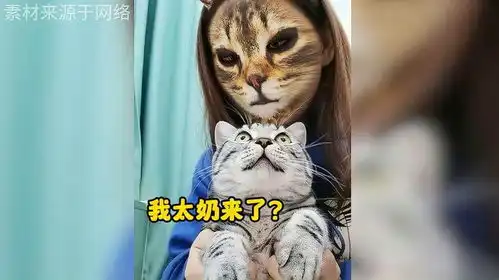 这些猫咪的表情真是又可爱又搞笑