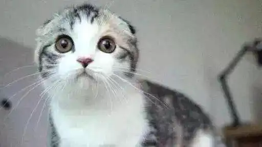 主人睡前忘了喂猫,折耳猫在床头等主人醒来,表情把人吓哭