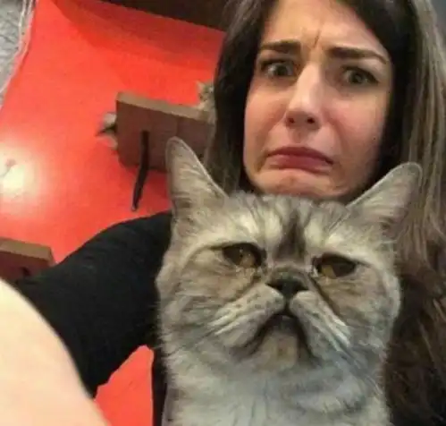 猫咪绝育后悲伤逆流成河,主人无计可施我像是背叛了它
