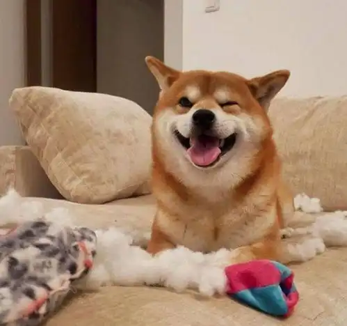 日本一柴犬因笑容治愈走红网络网友太甜了,羡慕