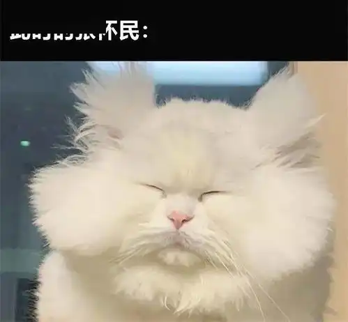 猫泰迪这玩意儿