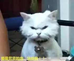 主人吃肉不喂猫咪,喵星人在一旁气成鳌拜,主人看到后都忍不住笑了