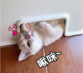 可爱猫咪表情包,萌萌的小仙女最为喜欢,小哥哥都hold不住