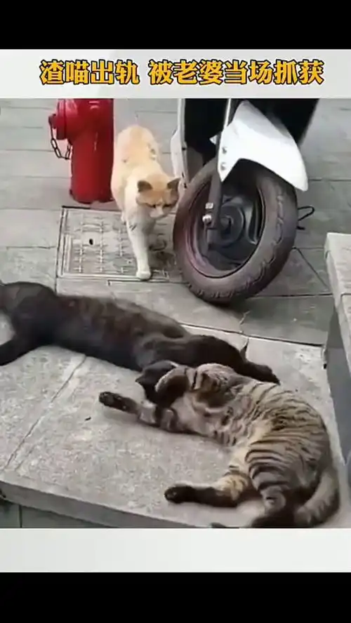 猫咪强行撩妹,老婆捉奸现场,看见后当场下跪求饶