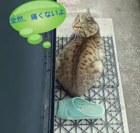 满心期待买了防猫神器,效果嘛猫猫很满意