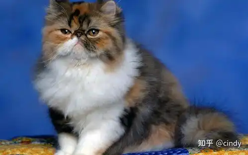 波斯猫精美壁纸,图片大合集