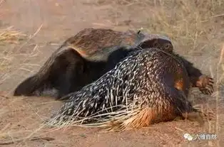 六维自然大蜜獾郁闷了,能猎杀豪猪却无法吃豪猪