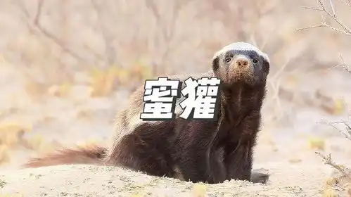 最勇的动物,平头哥蜜獾天天越狱就想和狮子干架蜜獾