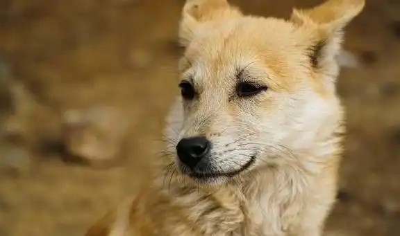 两头黑猪半亩地三只鹅石头窑洞这种生活我也想去