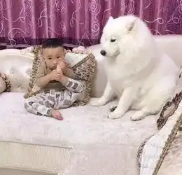 小主人睡着后,萨摩耶又是脱鞋又是关灯,简直暖到爆灯