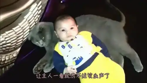 高冷蓝猫给宝宝当靠垫,嚣张表情让人忍不住笑出声,猫咪笑啥呀