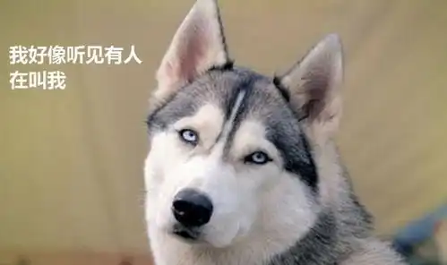 柴柴可怜兮兮地求主人摸头,被满足后它的表情让人笑喷