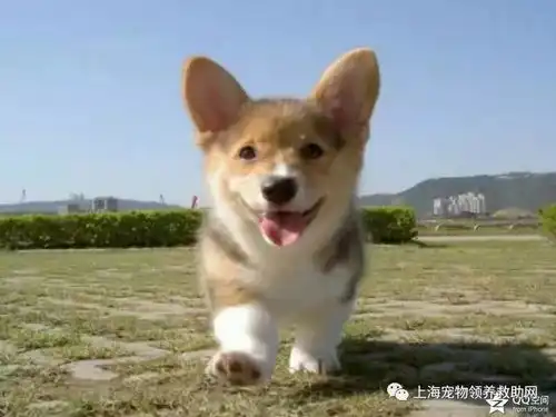 我们又免费收养了很多流浪狗狗,求大家帮忙转发我们压力太大,真养不起这么多