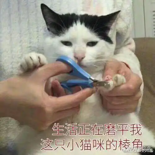 关于主播的