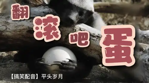 搞笑配音蜜獾平头哥偷吃鸵鸟蛋好看,好玩,好笑