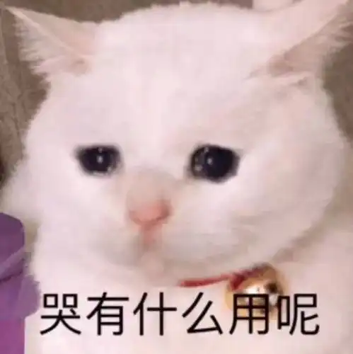 喵星人控