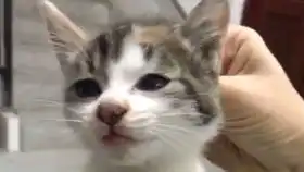 看来激光笔才是最有效果的逗猫玩具叭