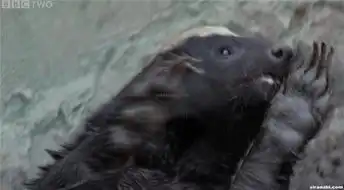 动物界的战神一个敢跟狮子单挑拿眼镜蛇当辣条的动物