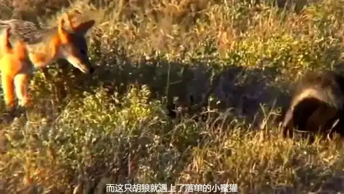 黑背胡狼猎杀落单的蜜獾幼崽,这壮举胡狼可以吹很久了