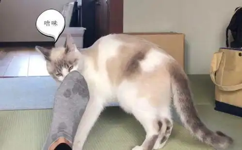 男子伸出大脚丫,猫咪忍不住闻了一下,随后表情令主人笑喷了