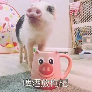 抖音90后养生猪猪高清无水印表情包分享