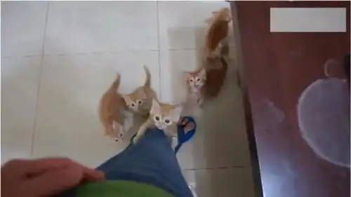 面对一群嗷嗷待哺的小奶猫,真是让人一点招架力都没有
