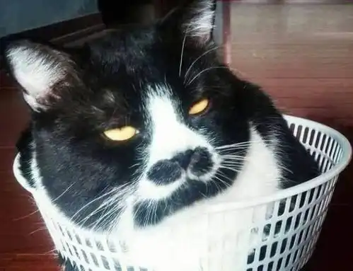 主人想知道猫咪的蛋蛋有多大,竟想出这种办法,可把猫咪给吓傻了
