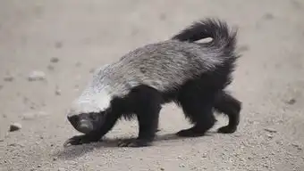 生擒毒蛇智斗鳄鱼