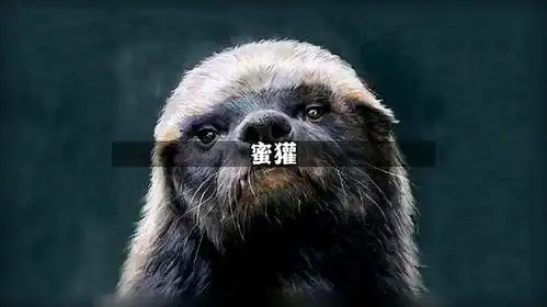 不怕死的平头哥蜜獾