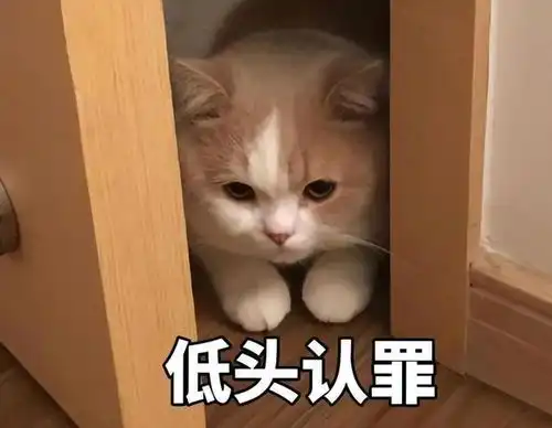 你还不知道吗猫咪这7个行为,是在和你道歉