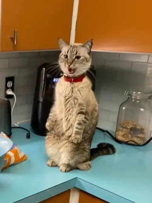 看到铲屎官准备的沙拉,猫咪有点不开心