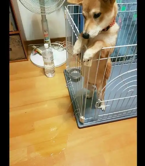 柴犬不想弄脏窝,于是直接站起来尿到外面,这得意表情要成精了