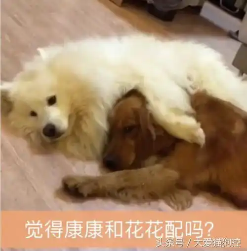 金毛和萨摩好上了,生下宝宝那一刻,金毛妈妈懵了这是我家娃吗