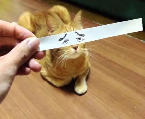 让猫咪变成表情丰富的逗比