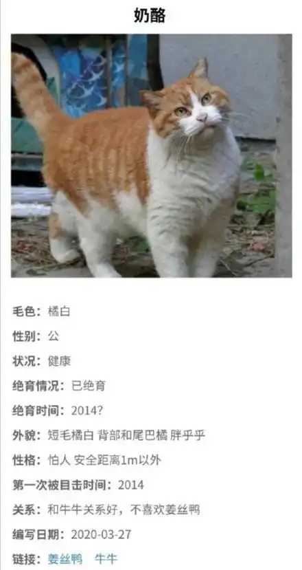 北大猫协火了,网友云吸猫把校园网吸崩网课挤掉线