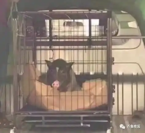 笑哭了大学生宿舍养迷你小香猪被通报批评因猪太大被发现...