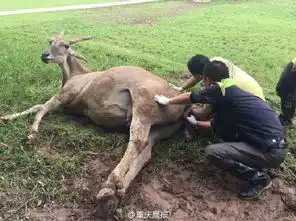 大羚羊产下罕见连体羚羊宝宝全球都比较罕见